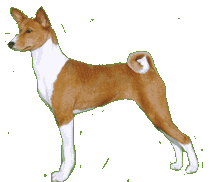 Hi, I'm Bettie! Welcome to the virtual kennel of Taji Basenjis. Meet me at the family tree.